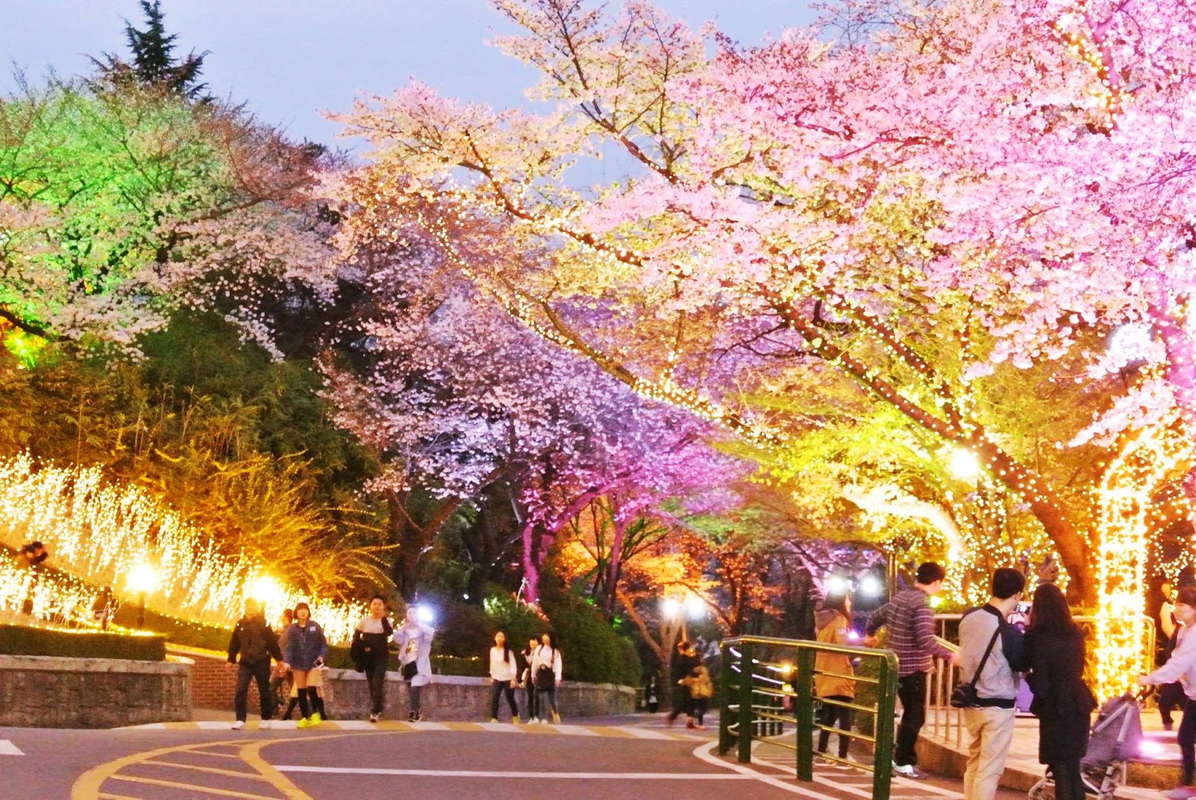Парк Намсан в Сеуле, цветущая сакура