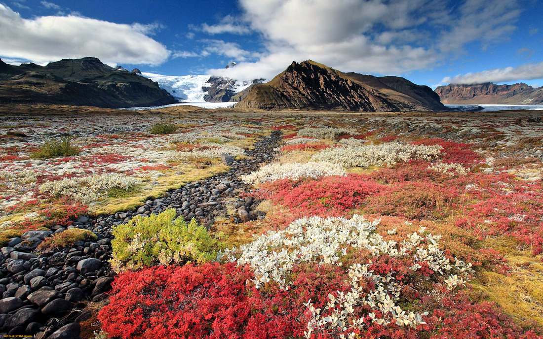 Пейзажи Исландии цветы горы