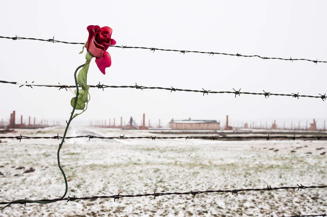 роза в колючей проволоке концентрационного лагеря