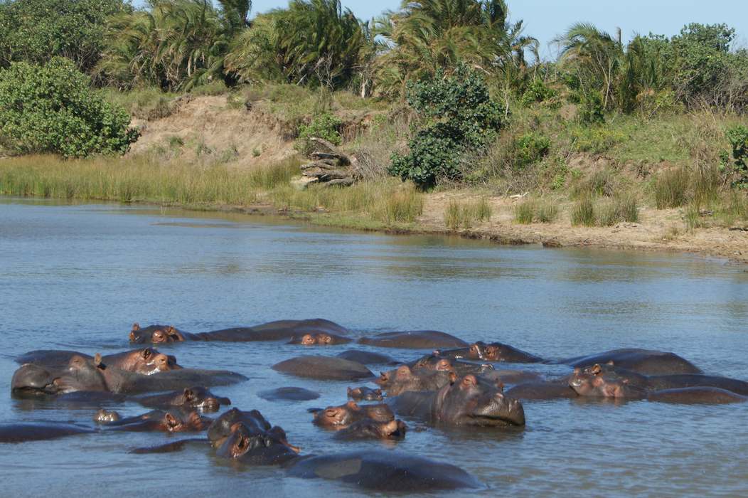 Водно-болотный район Исимангалисо Сент-Люсия юар бегемоты