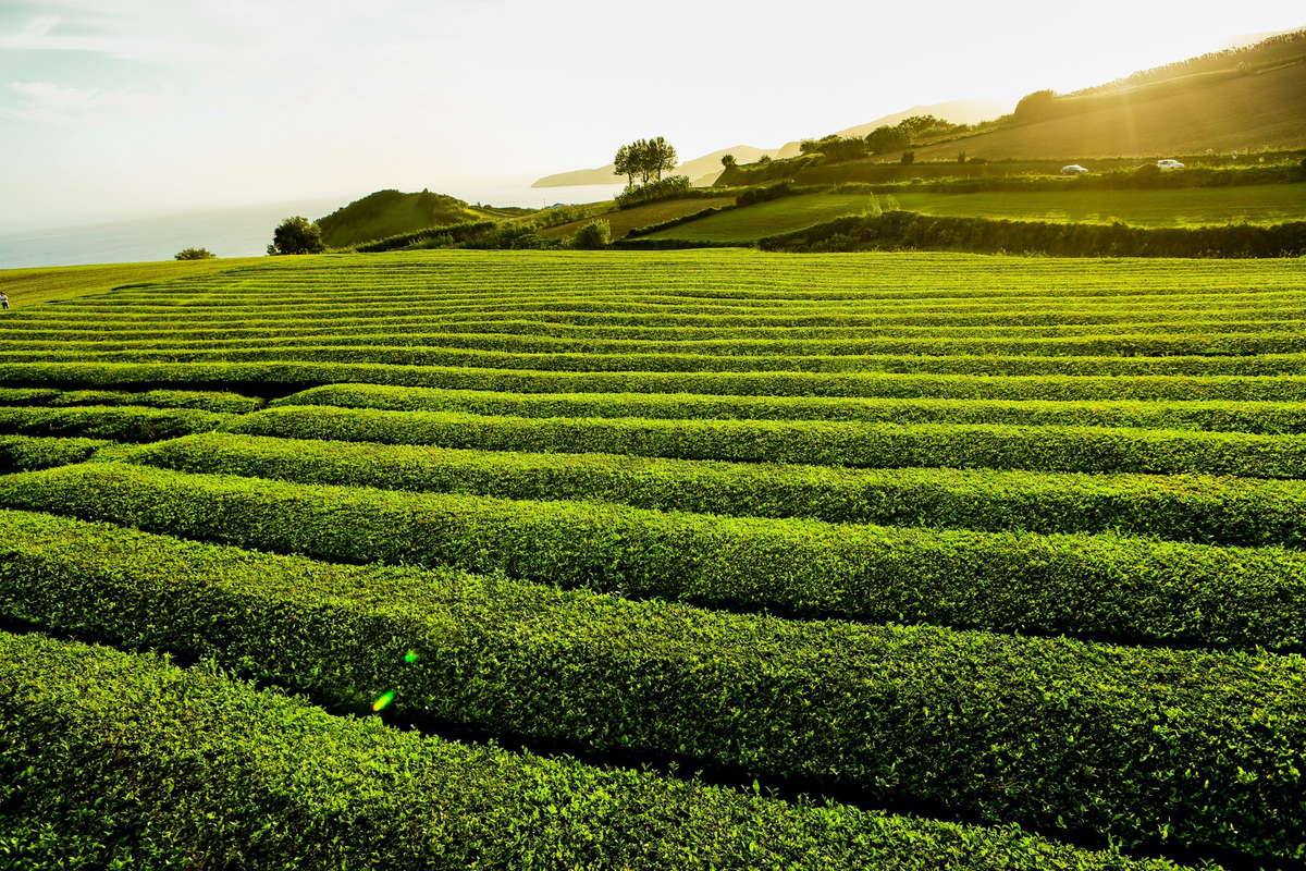 Азорские острова чайные плантации
