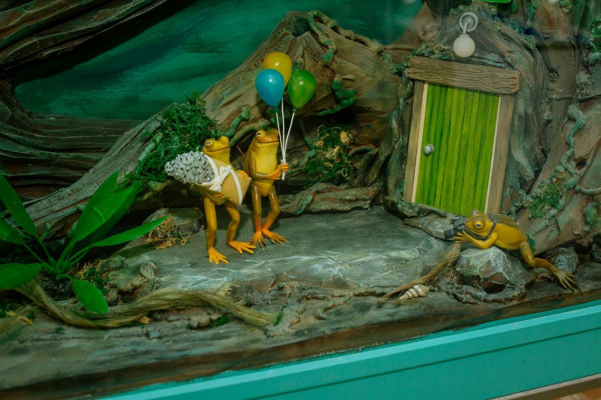 Экспозиция Музея лягушек