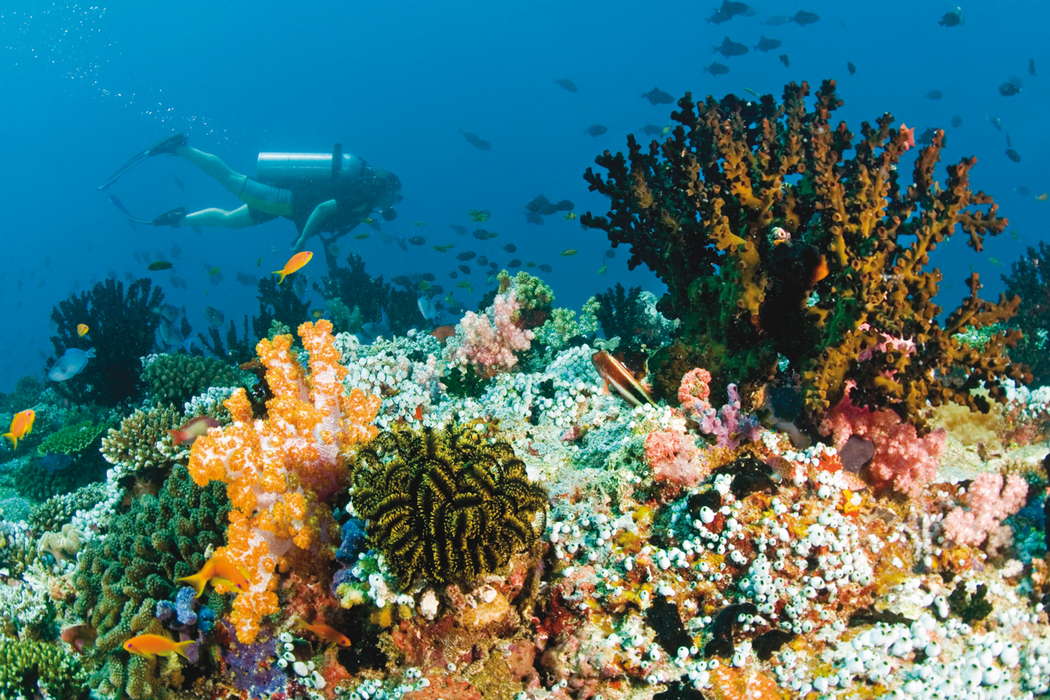 Мальдивы дайвинг коралловые рифы