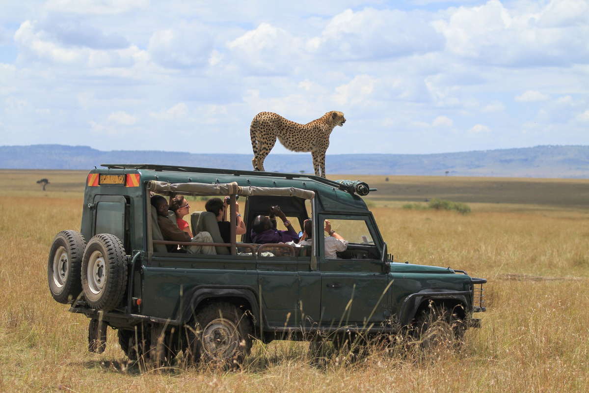 машина сафари для туристов гепард