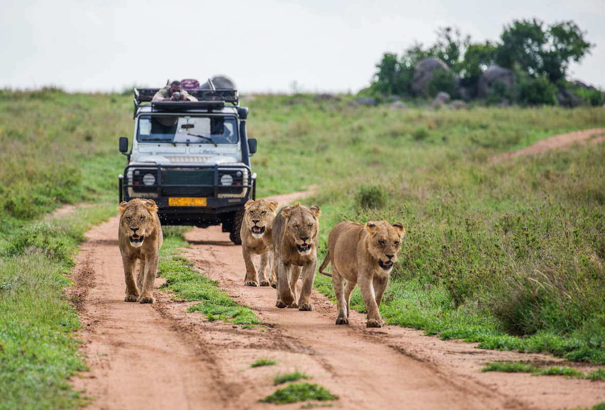 сафари парк в африке львы