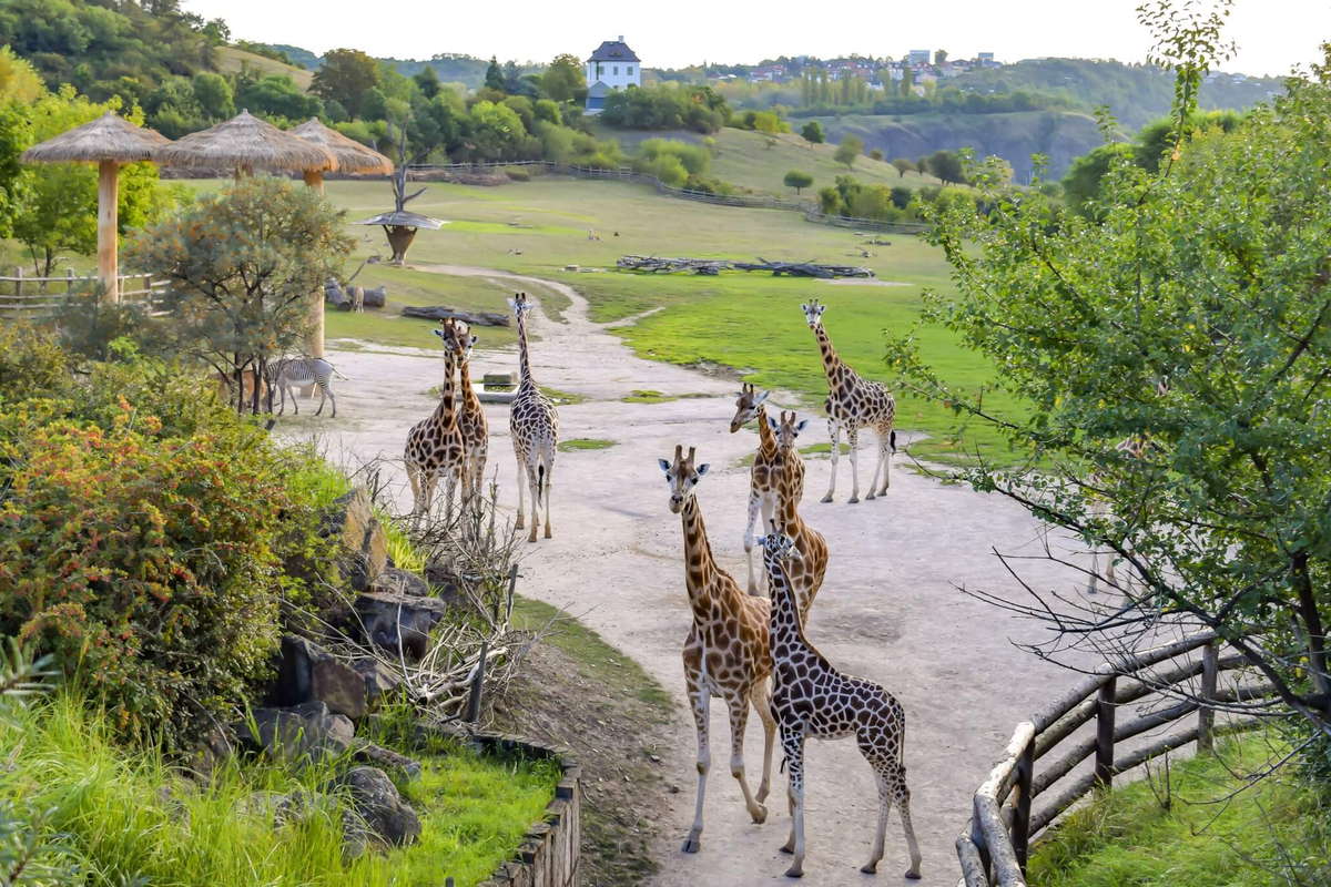 жирафы в зоопарке Праги