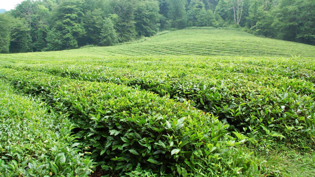 Чайные плантации Дагомыса
