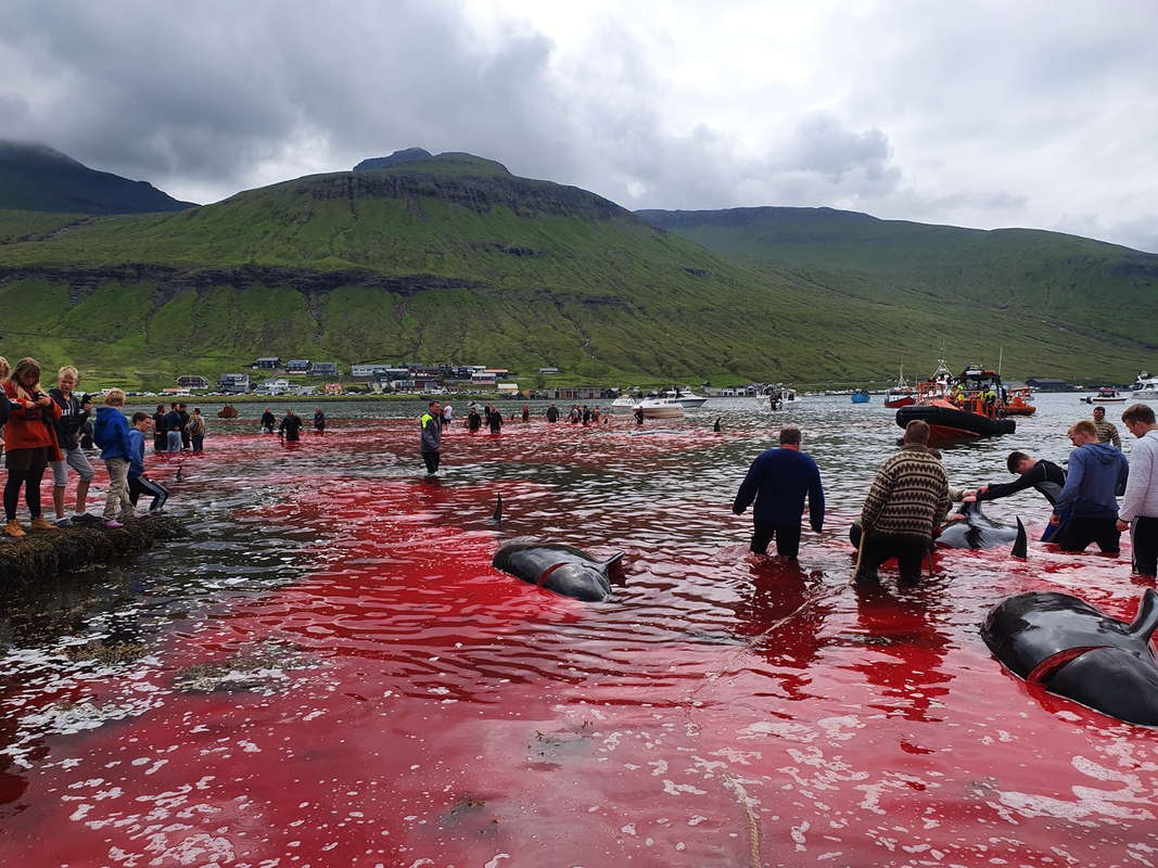 Фарерские острова китобойный промысел