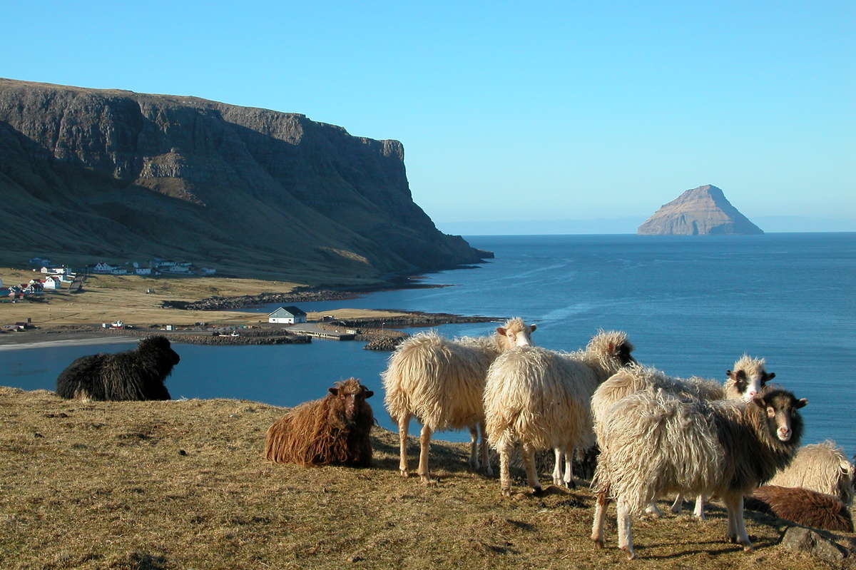 фарерские овечьи острова