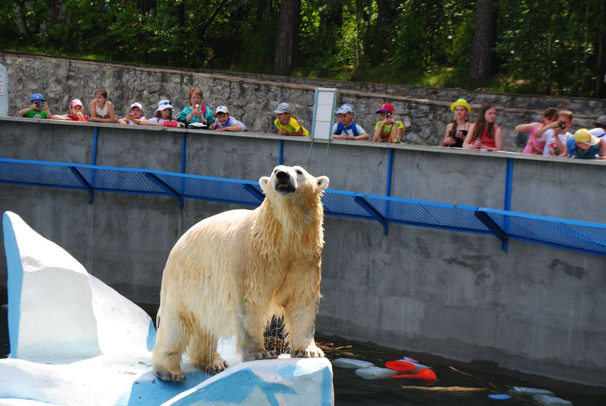 Новосибирский зоопарк белый медведь