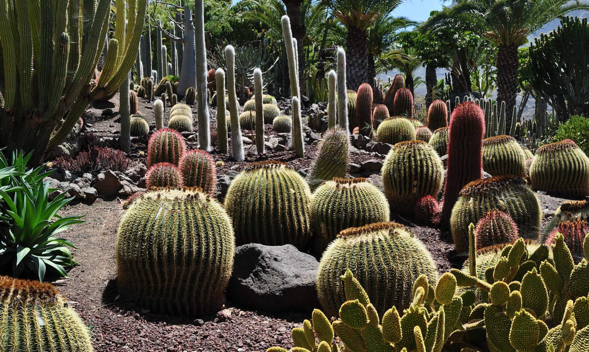 парк кактусов Кактуальда Гран-Канария