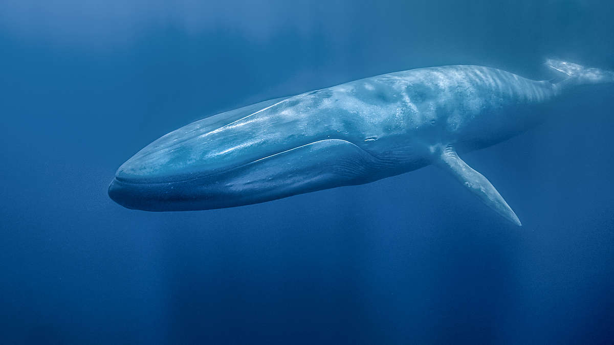 большой Синий кит