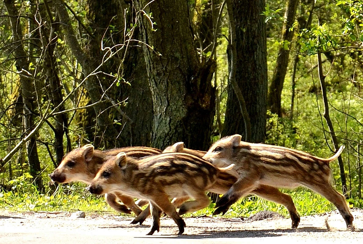 Дикие кабанята Куршская коса, национальный парк, калининградская область