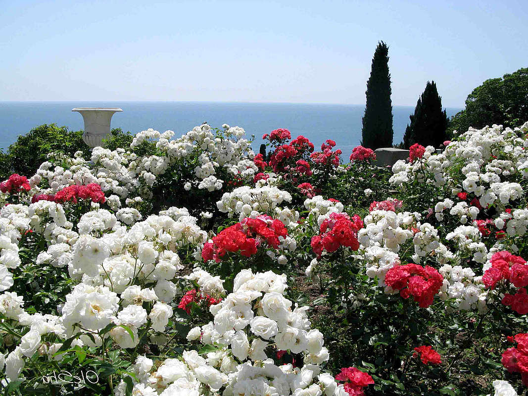 Розы в парке Чаир Кореиз Крым