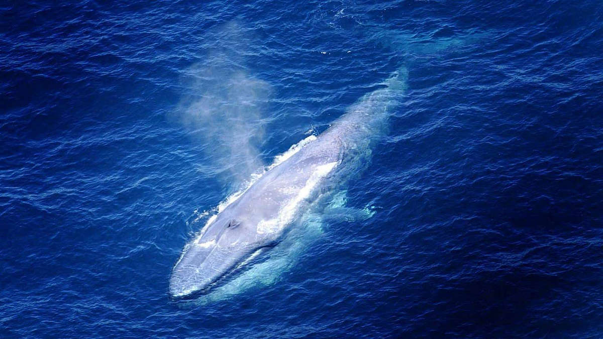 синий кит плывет под водой