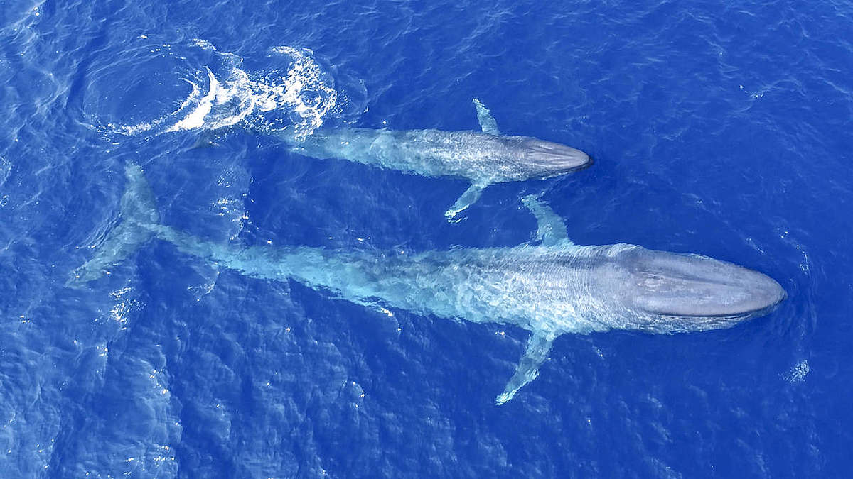 синий кит размножение