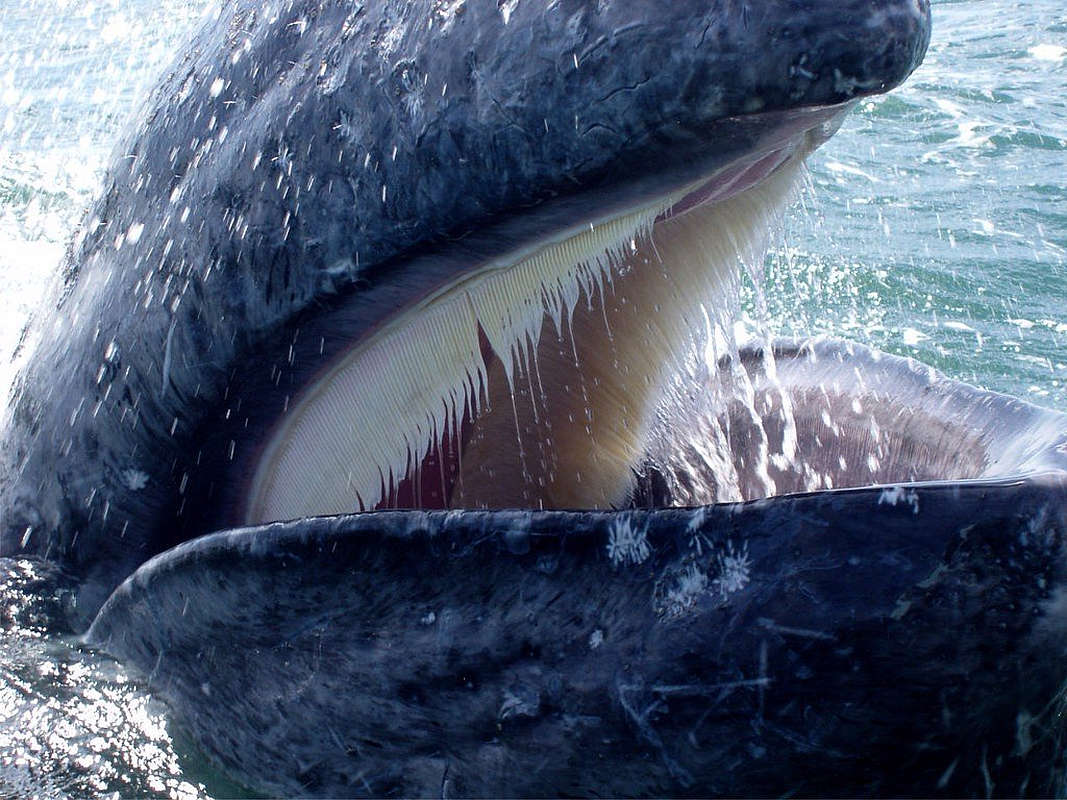 усатый кит