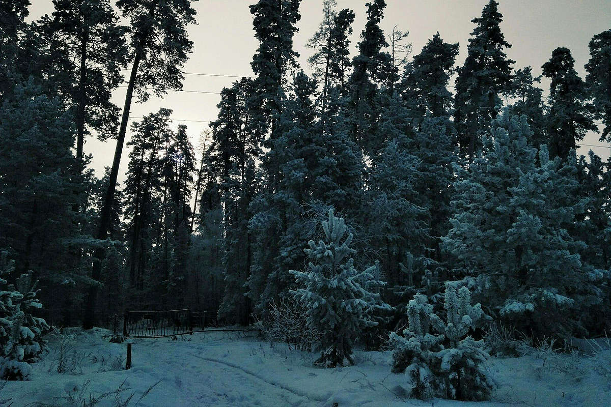 Кунеевский лес в Тольятти Самара