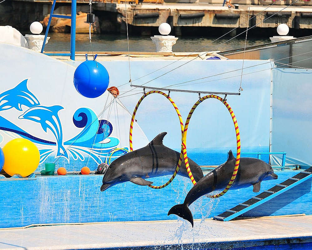 Прыжки дельфинов в Севастопольском дельфинарии