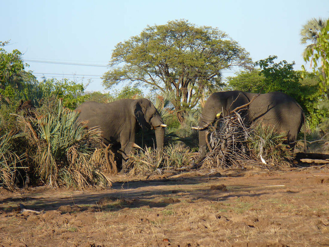национальный парк Моси-оа-Тунья Замбия слоны