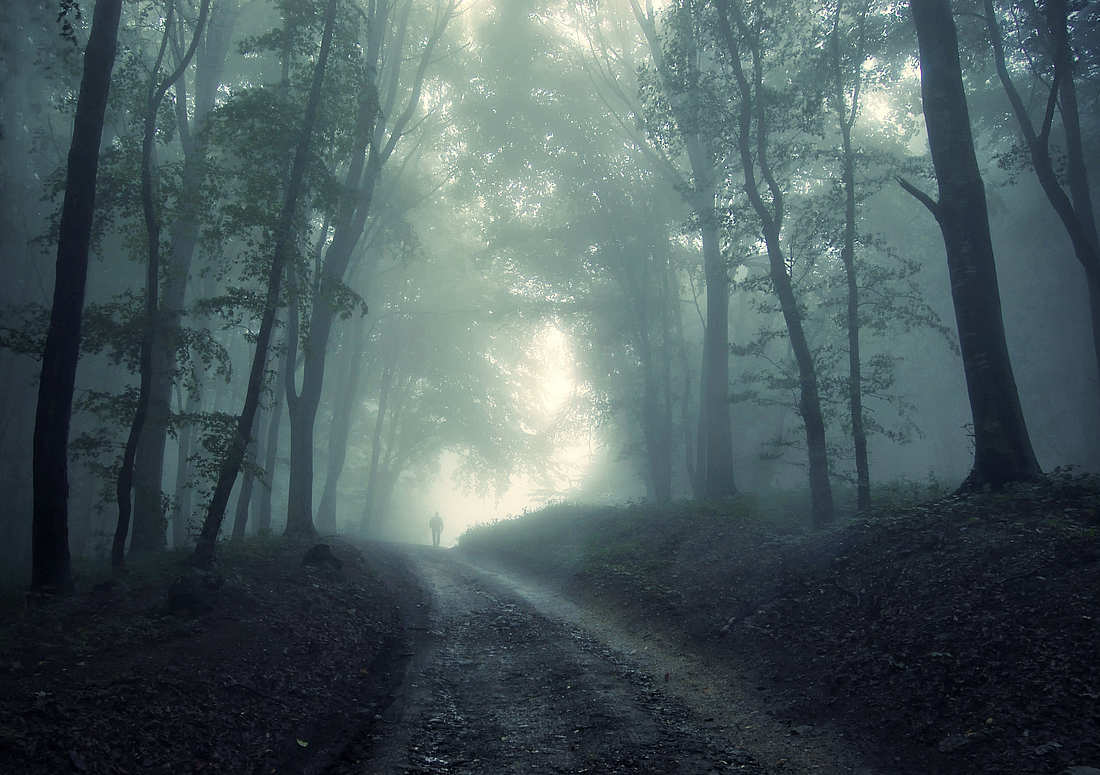 Туман в тёмном лесу