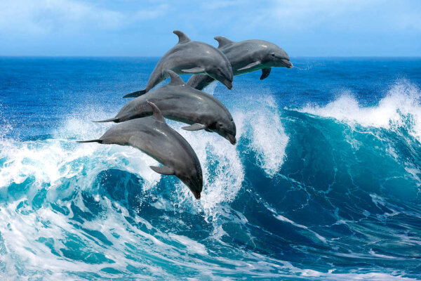 Дельфины: образ жизни, виды, описание