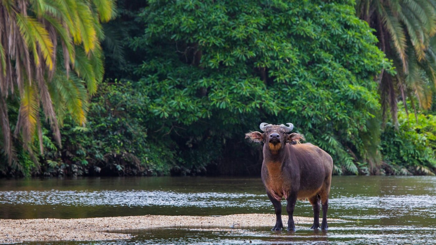 Флора и фауна реки Конго буйвол