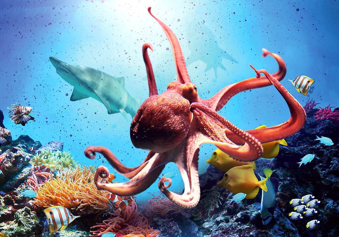 Океанариум «Риф» в Анапе осьминог и акула фото