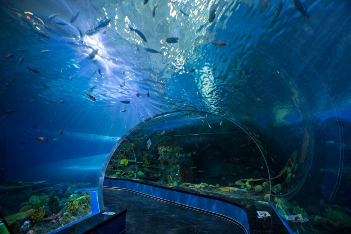 Подводный тоннель океанариум Владивосток фото