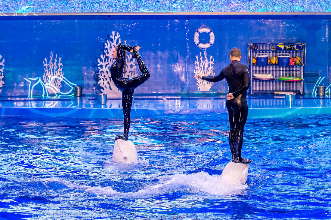 океанариум владивосток шоу дельфинов фото