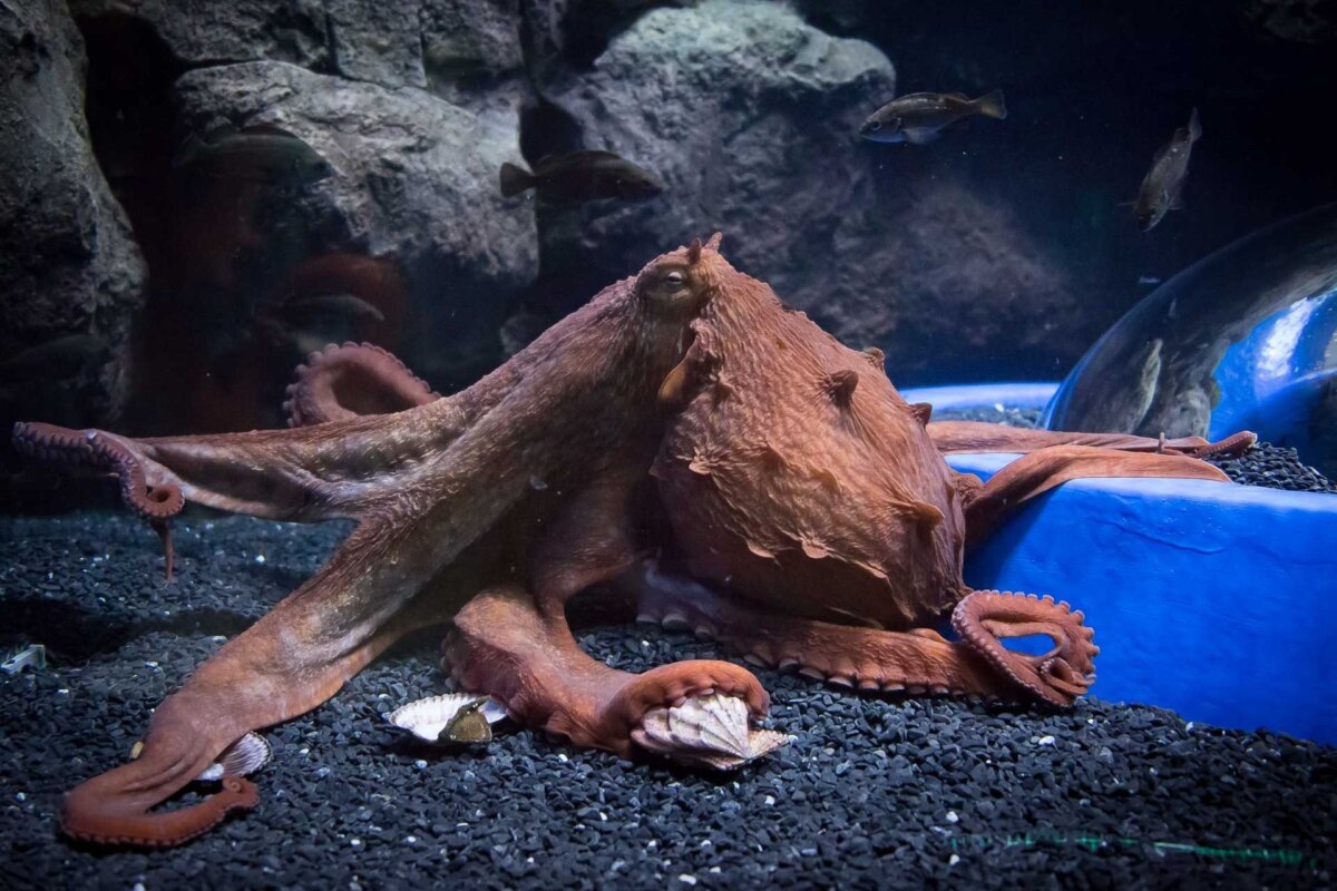 осьминог в океанариуме Владивостока фото