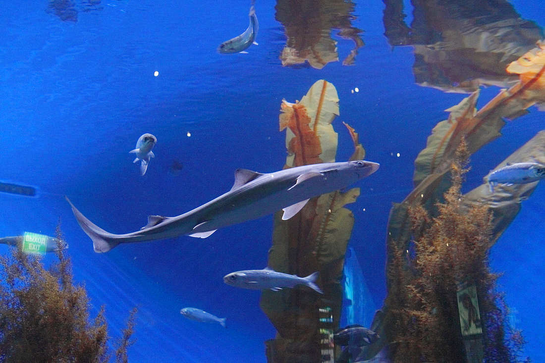 рыбы и акулы в океанариуме Владивостока фото