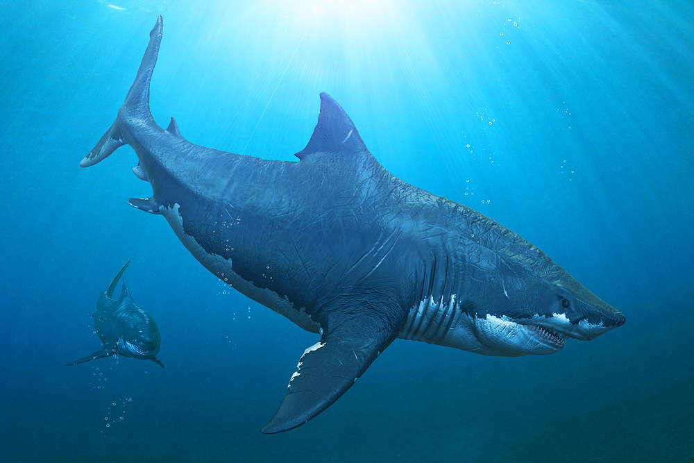 Мегалодон вымершая акула