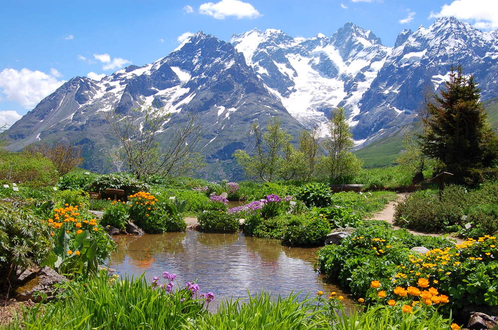 флора цветы горы Альпы