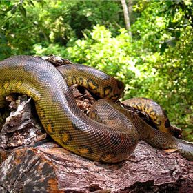 Анаконда Южной Америки – смертоносная гигантская змея в Амазонке