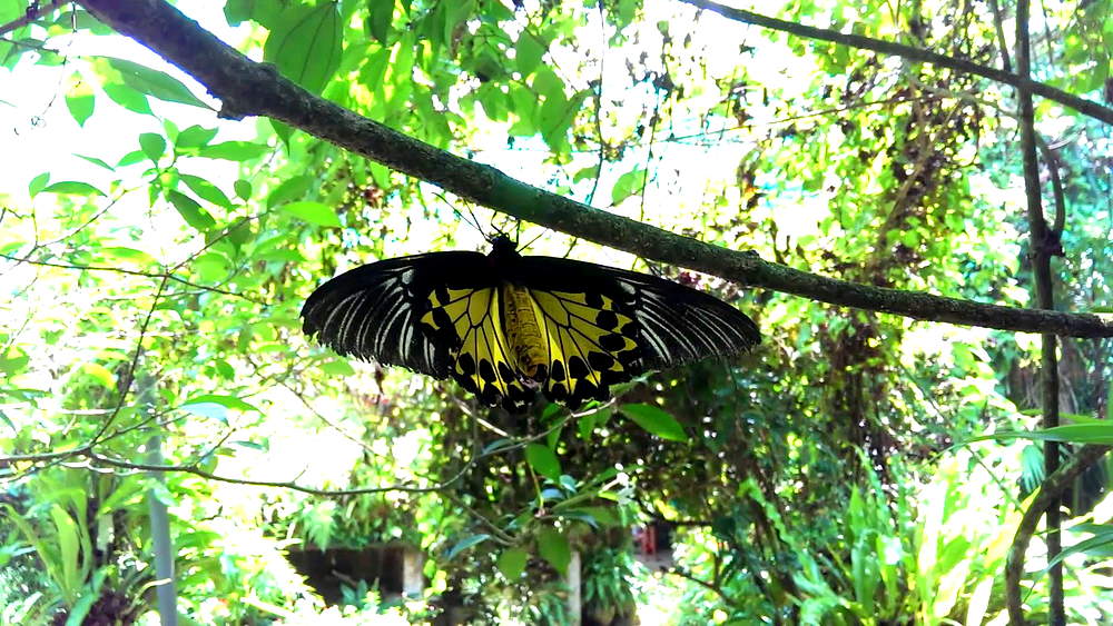 Парк бабочек Куала-Лумпур