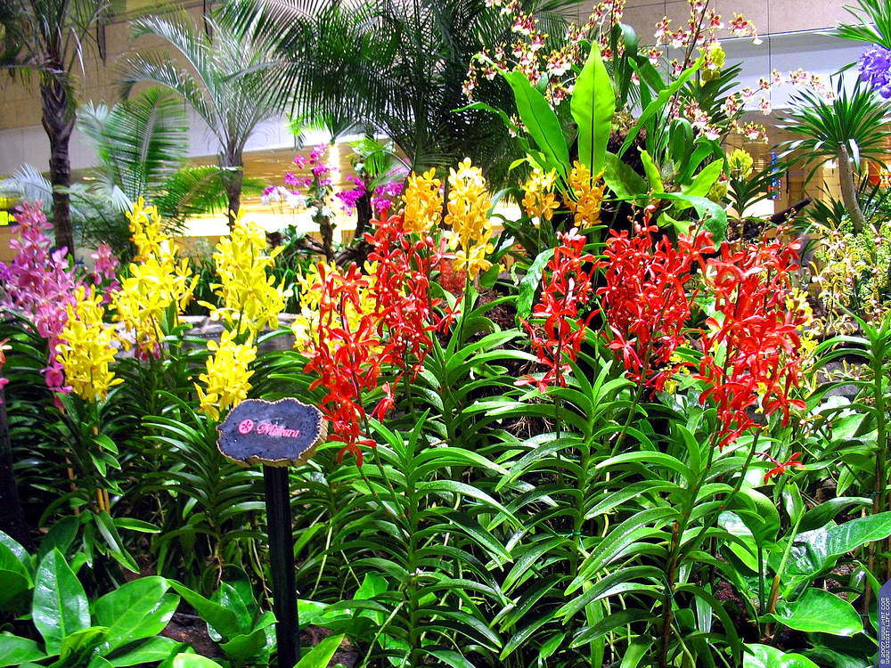 Сад орхидей Куала-лумпур