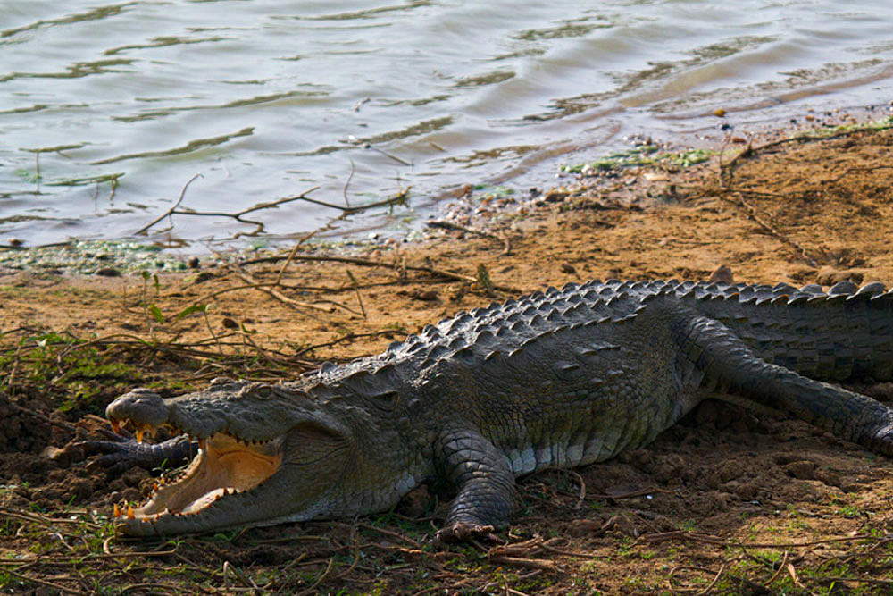 болотный крокодил магер