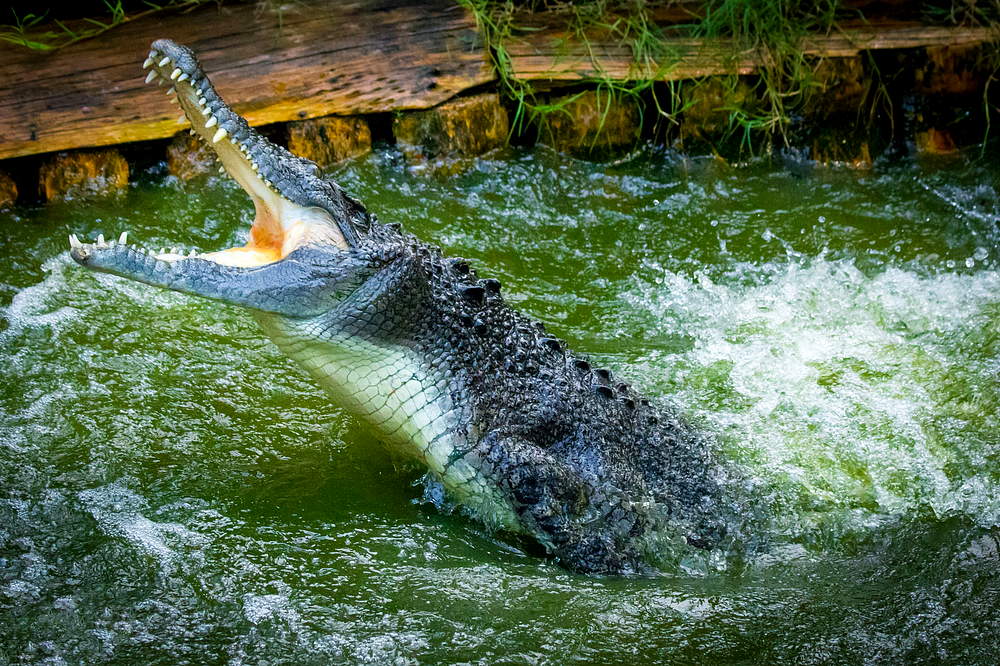 большой гребнистый крокодил