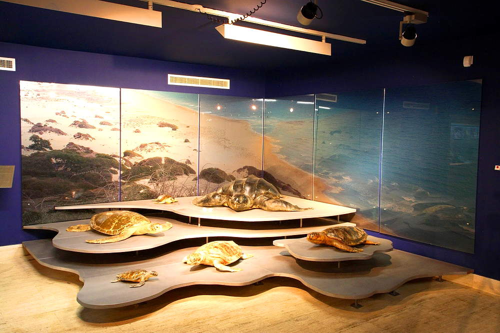 Музей моря Таласса айя-напа
