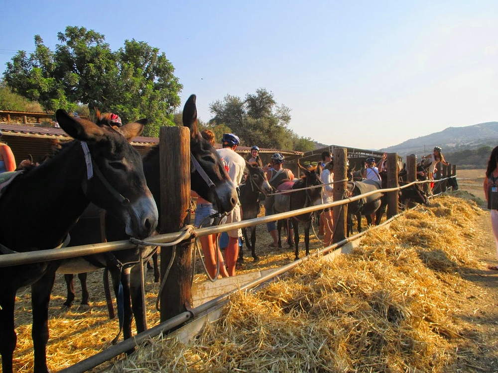 Ослиная ферма Dipotamos Donkey на Кипре