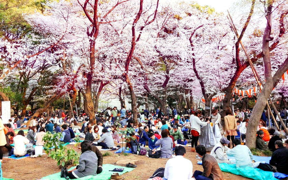 Фестиваль цветения сакуры в Японии