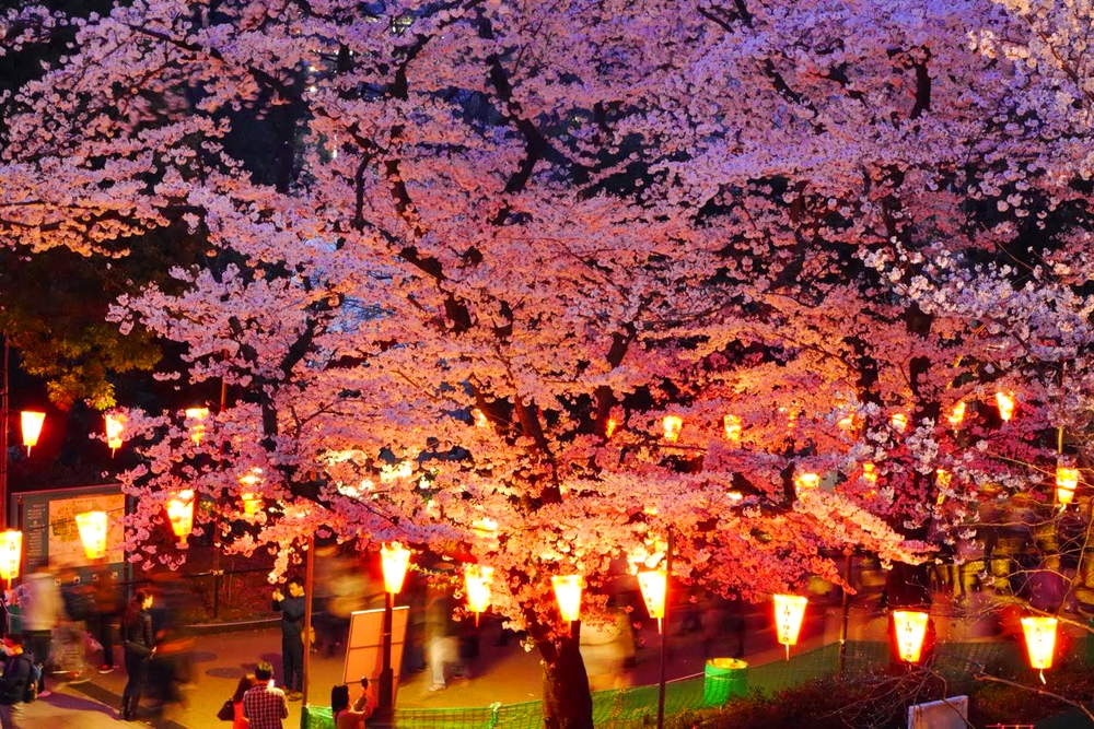Ханами праздник цветения сакуры в японии