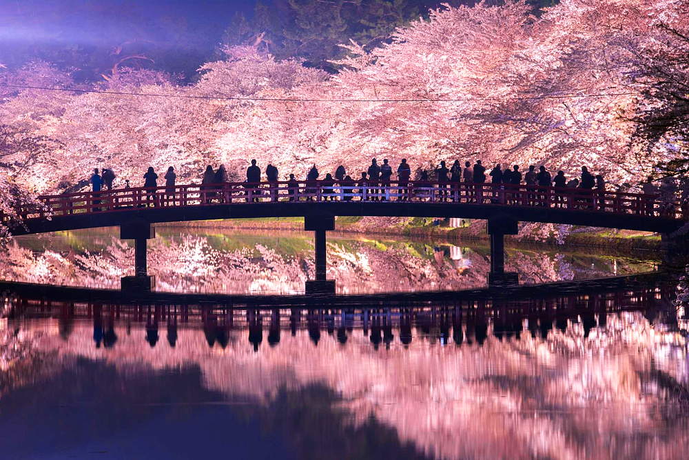 Сакура цветущая у моста в Японии