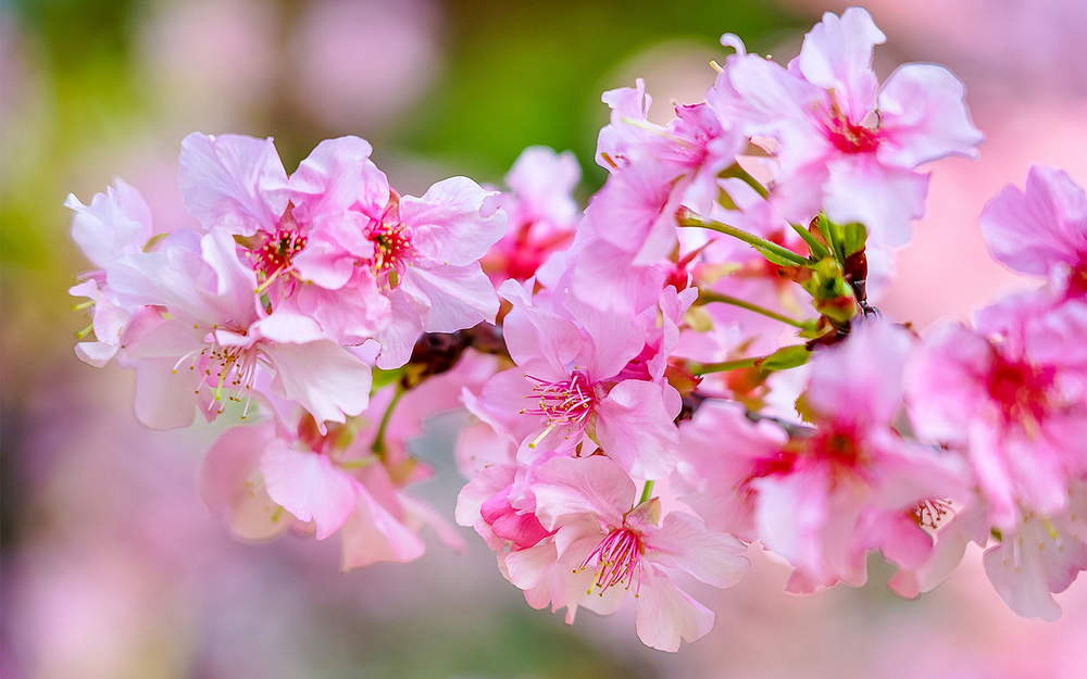 фото цветущей ветки сакуры