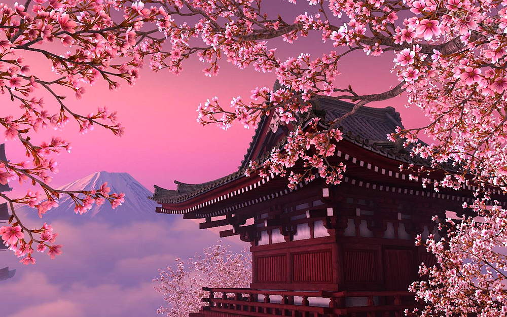 Японское дерево сакура как цветет, фото плодов и листьев