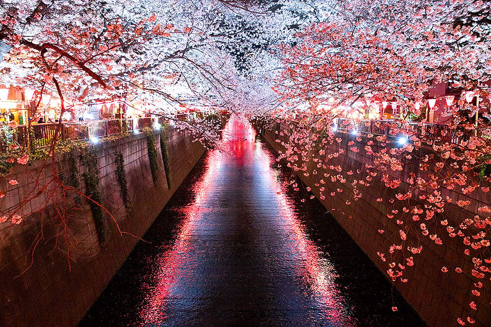 канал в Накамегуро во время цветения сакуры